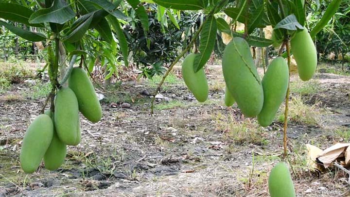 রাজশাহীতে ম্যাংগো ক্যালেণ্ডার ঘোষণা : গুটি আম ১৫ ও গোপালভোগ ২২ মে থেকে পাড়া যাবে